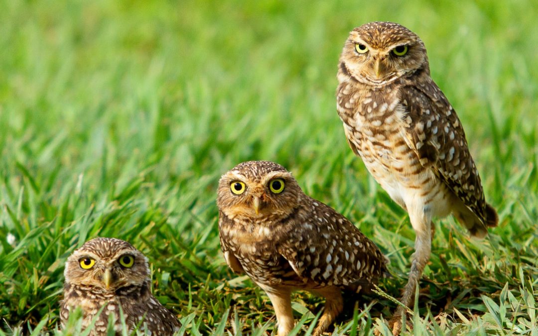 It’s Burrowing Owl nesting season!